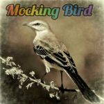 Luxury SA - Mocking Bird